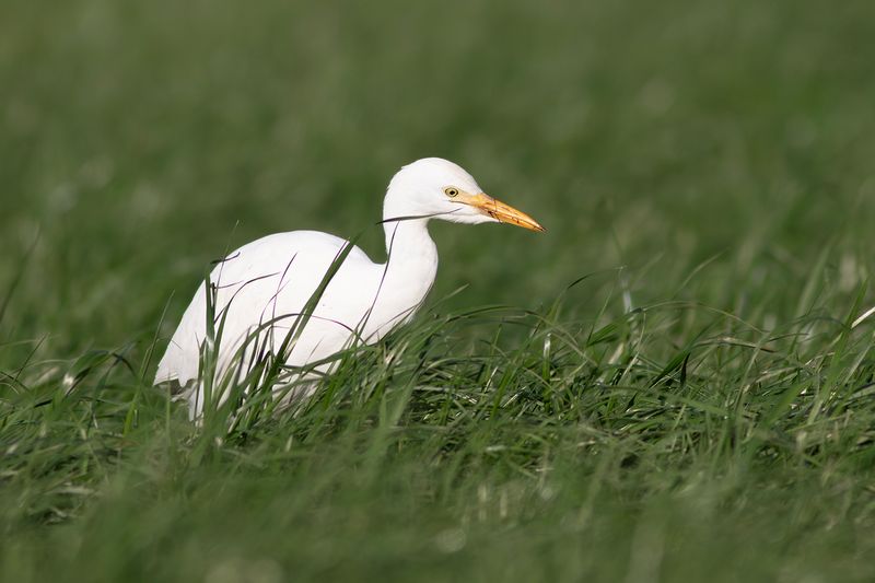 Cattle Egret / Koereiger