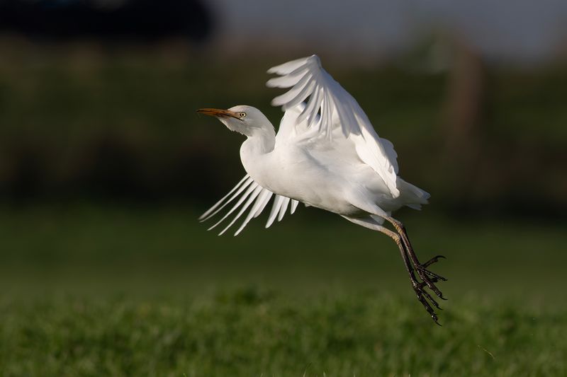 Cattle Egret / Koereiger