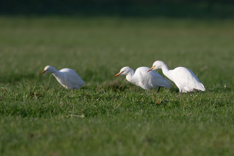 Cattle Egrets / Koereigers