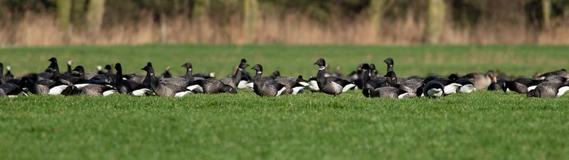 Black Brant and Dark- bellied Brent Geese / Zwarte Rotgans met gewone Rotganzen