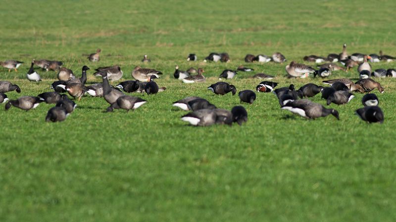 Red-breasted Goose in flock with Dark- bellied Brent Geese / Roodhalsgans in groep Rotganzen