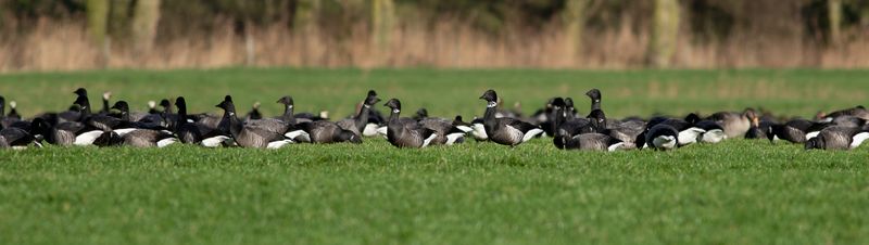 Zwarte Rotgans / Black Brant