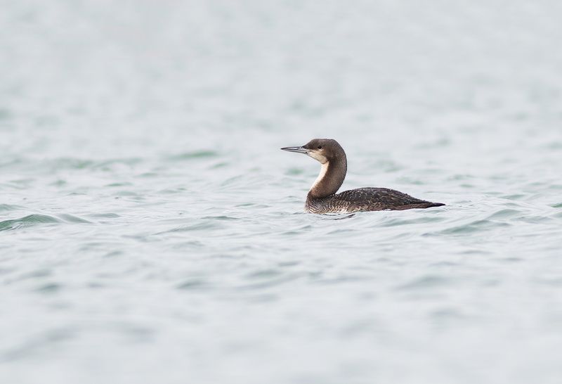 Pacifische Parelduiker / Pacific Loon