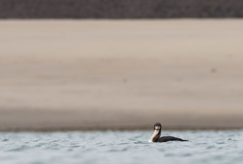 Pacifische Parelduiker / Pacific Loon