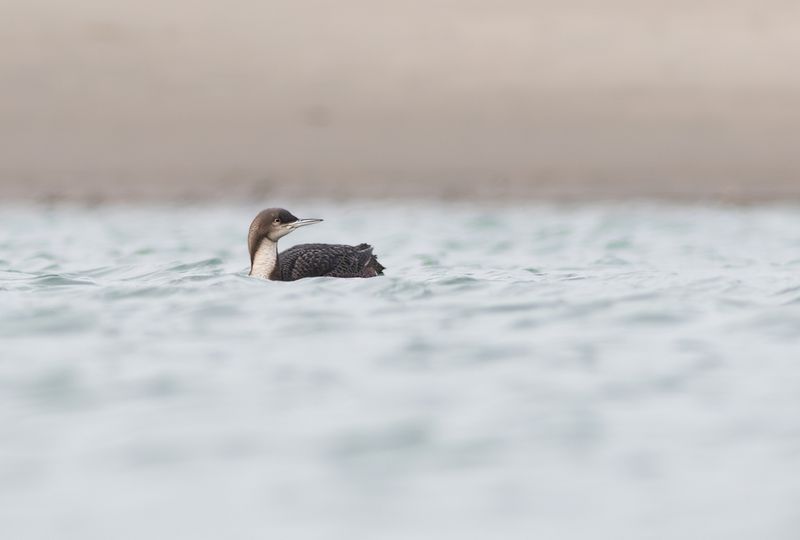 Pacifische Parelduiker / Pacific Diver