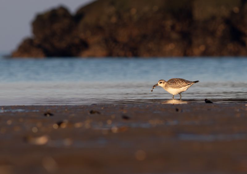 Zilerplevier / Grey Plover