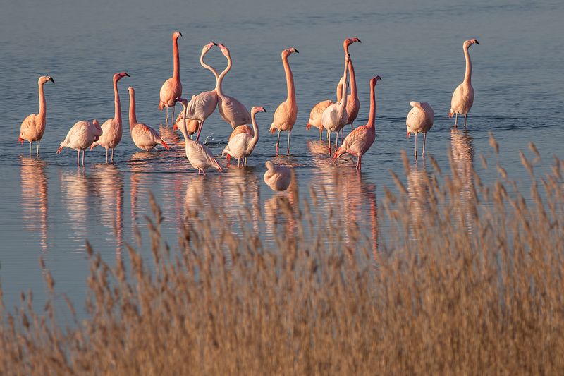 Foto's van Ruth