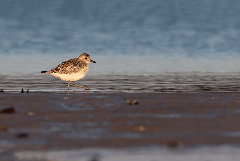 Zilverplevier / Grey Plover