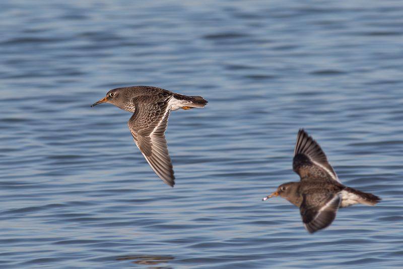 Paarse Strandlopers / Purple Sandpipers