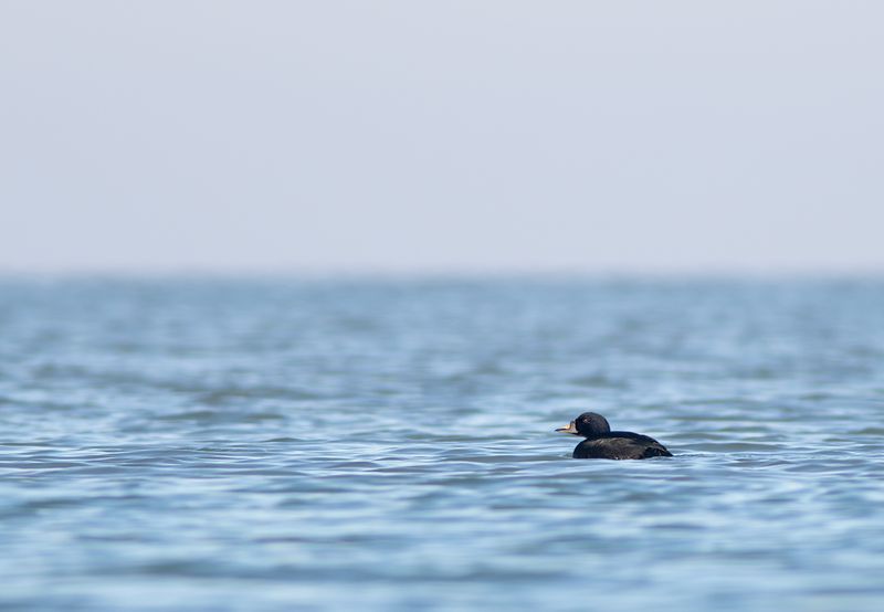 Zwarte Zee-eend / Common Scoter