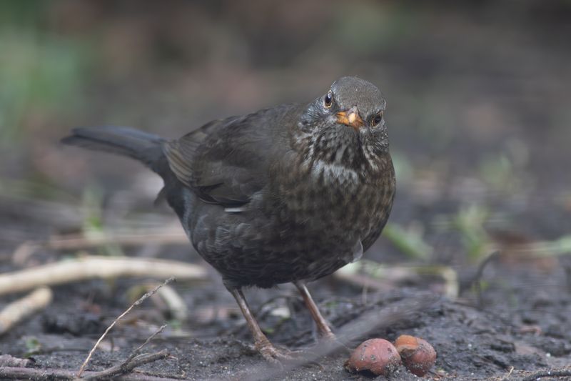 Merel / Blackbird