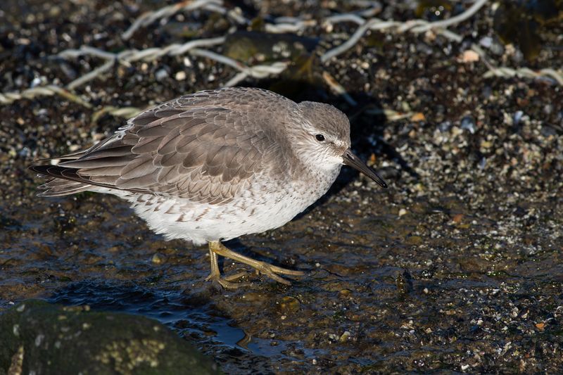 Kanoet / Red Knot