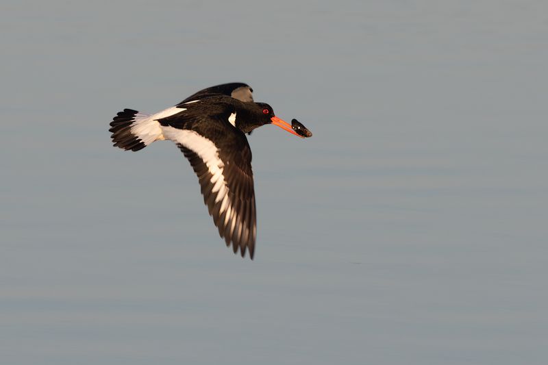 Scholekster / Eurasian Oystercatcher