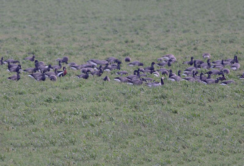Roodhalsgans / Red-breasted Goose