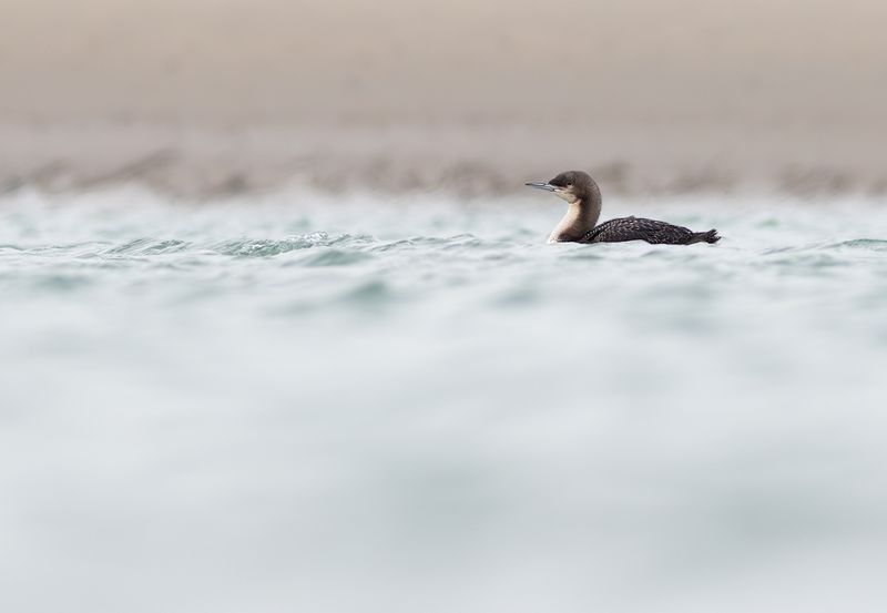 Pacifische Parelduiker / Pacific Diver
