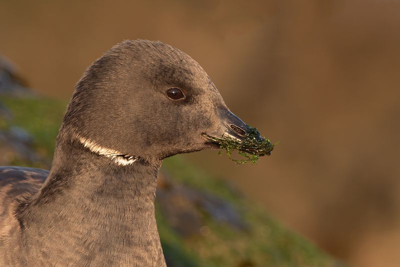 Rotgans / Brant Goose