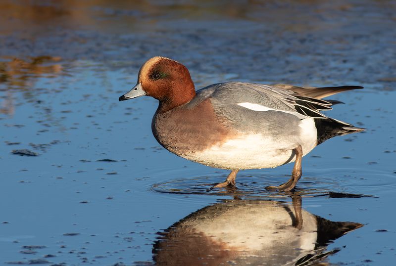 Smient / Eurasian Wigeon