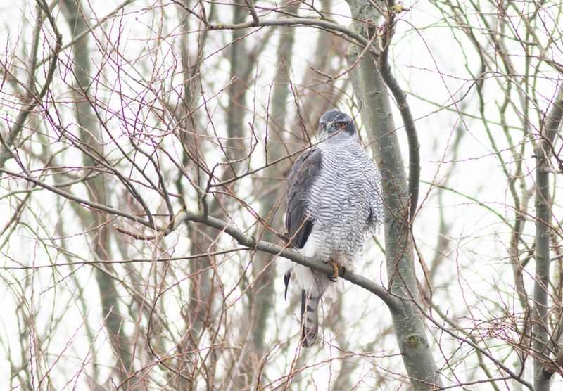 Havik / Northern Goshawk