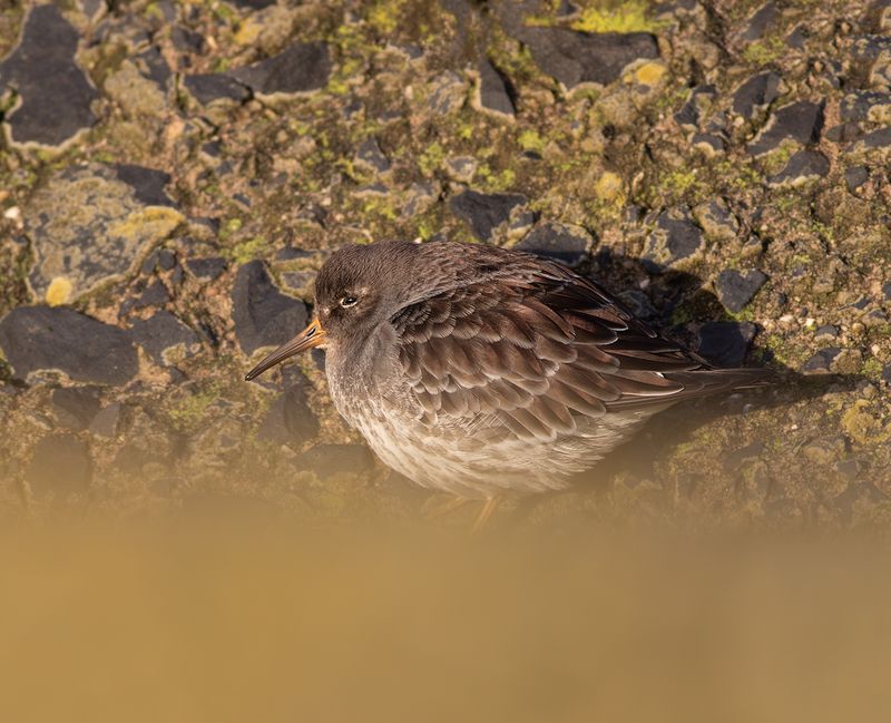 Paarse Strandloper / Purple Sandpiper