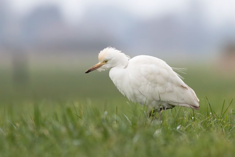 Koereiger / Cattle Egret