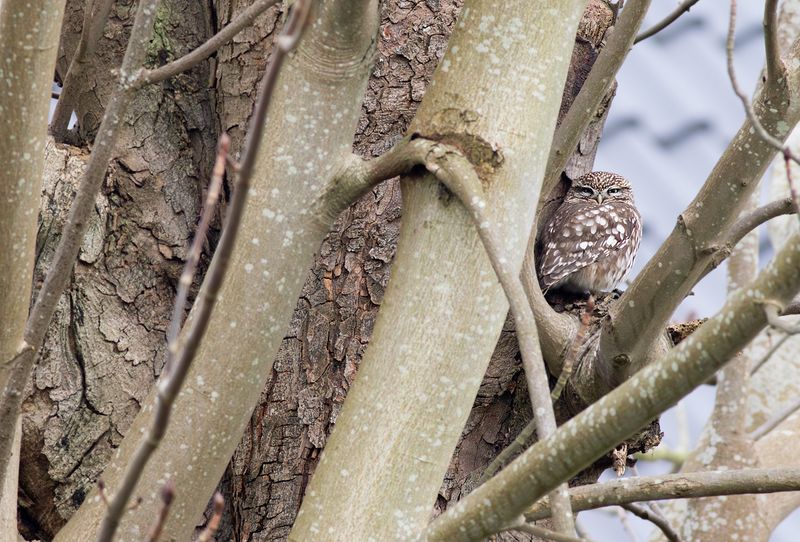 Little Owl / Steenuil