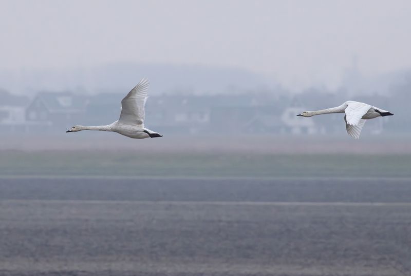 Whooper Swans / Wilde Zwanen 