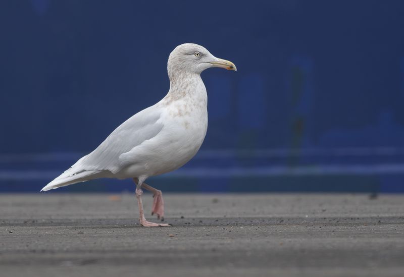 Grote Burgemeester / Glaucous Gull
