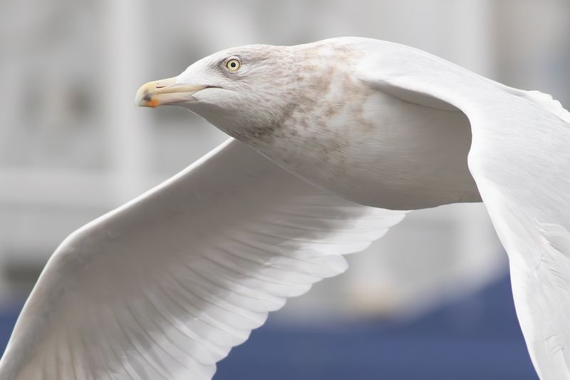 Grote Burgemeester / Glaucous Gull