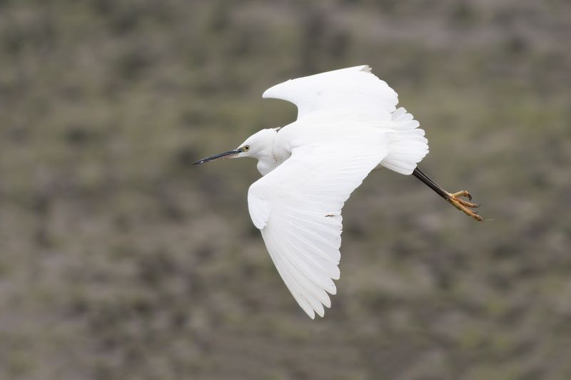 Kleine Zilverreiger / Little Egret