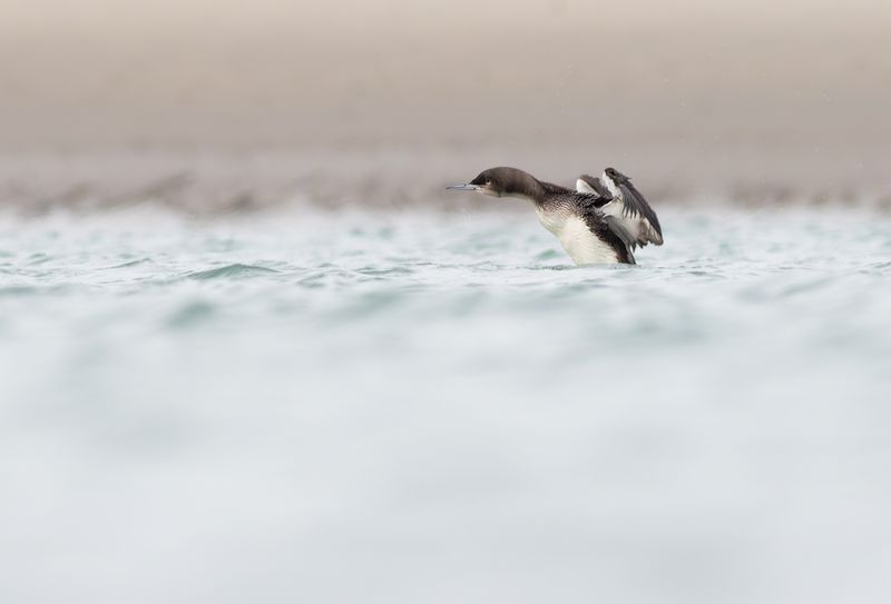Pacific Diver / Pacifische Parelduiker