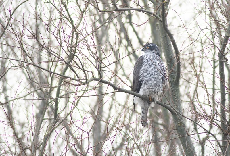 Northern Goshawk / Havik