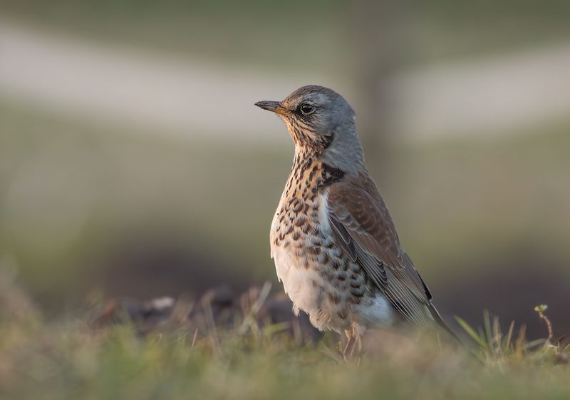 Kramsvogel / Fieldfare