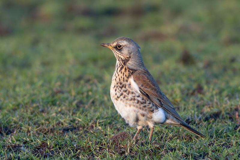 Kramsvogel / Fieldfare