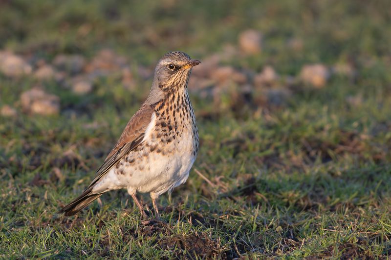 Fieldfare / Kramsvogel