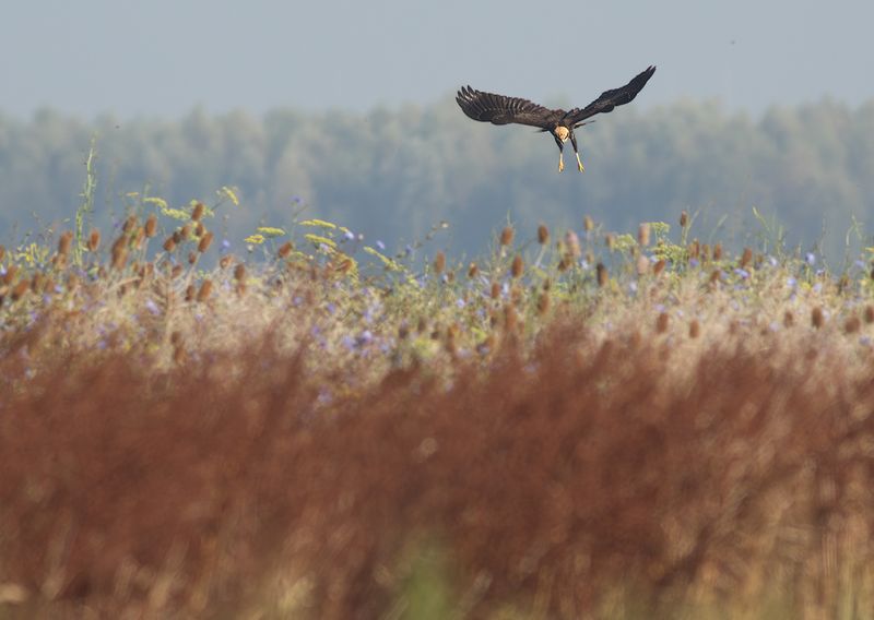 Marsh Harrier / Bruine Kiekendief
