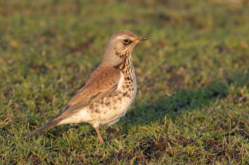 Fieldfare / Kramsvogel