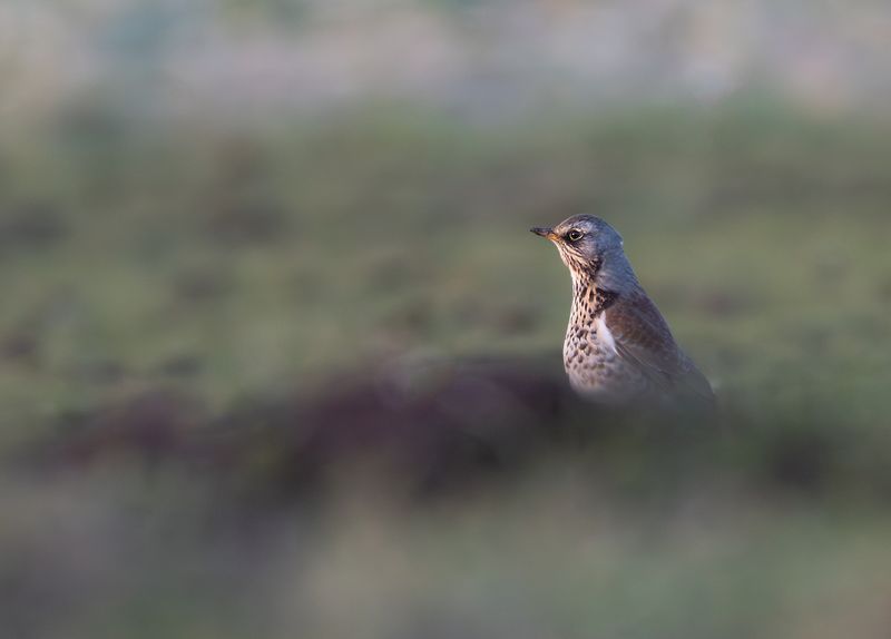 Kramsvogel / Fieldfare