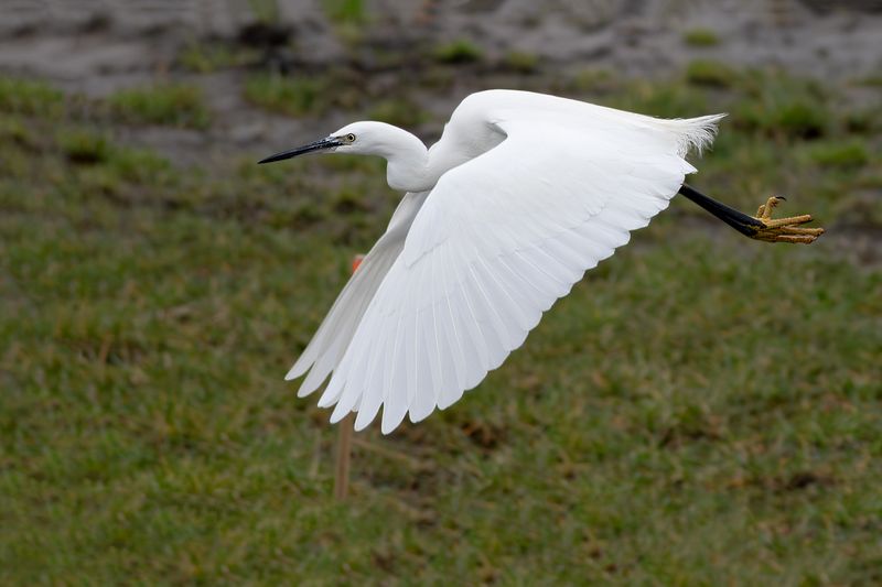 Little Egret / Kleine Zilverreiger