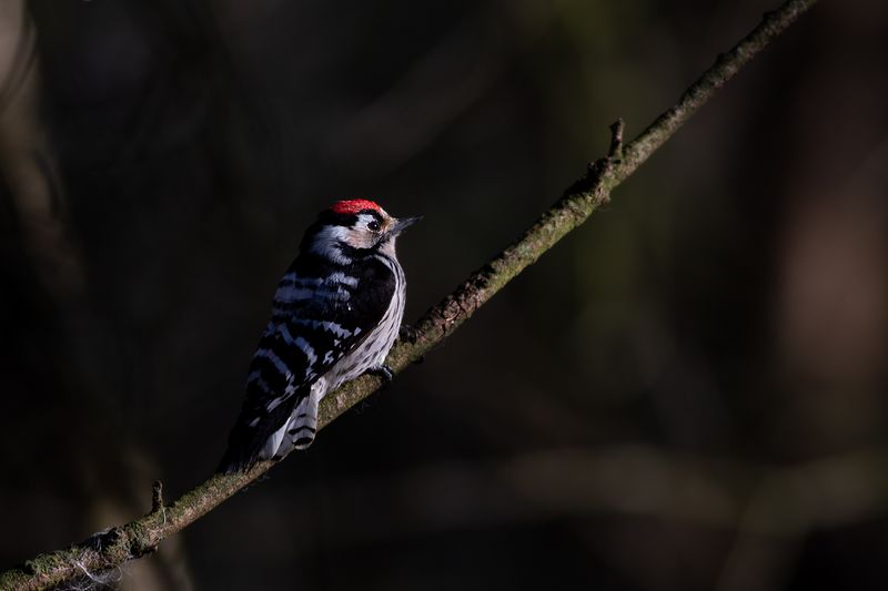 Kleine Bonte Specht / Lesser Spotted Woodpecker