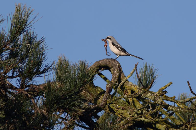 Klapekster / Great Grey Shrike