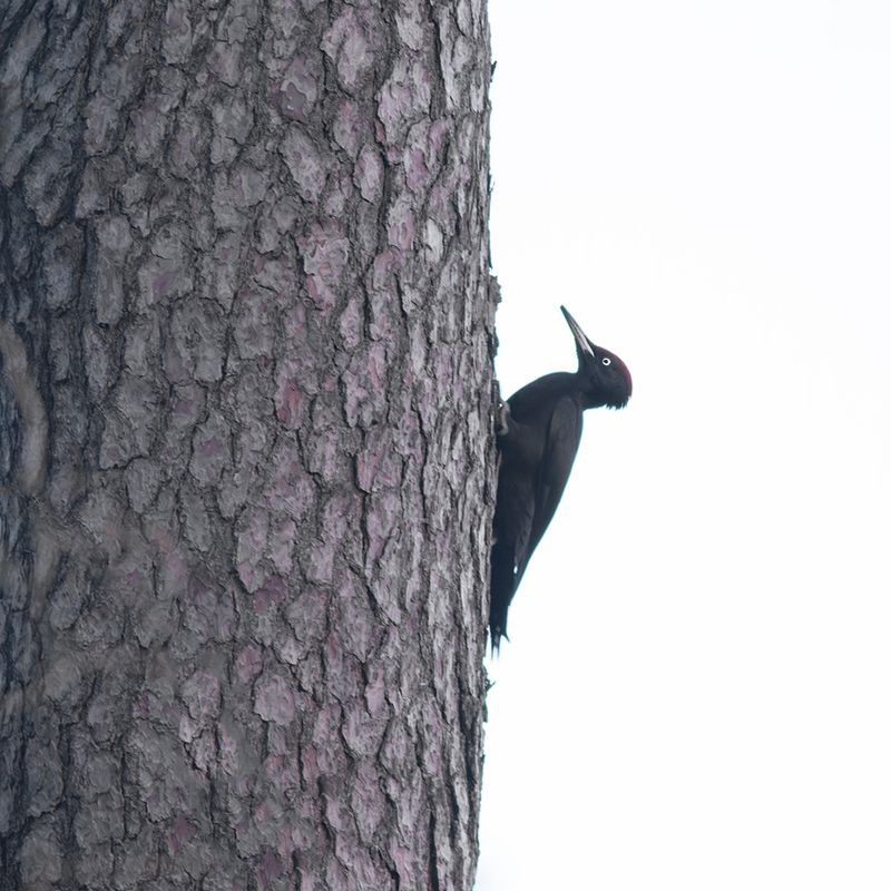 Zwarte Specht / Black Woodpecker