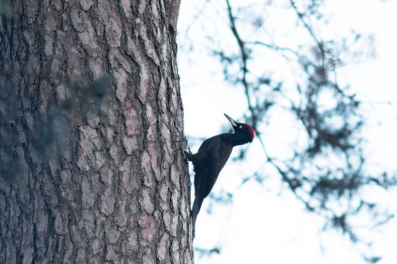 Zwarte Specht / Black Woodpecker