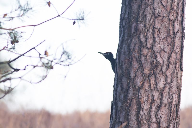 Zwarte Specht / Black Woodpecker