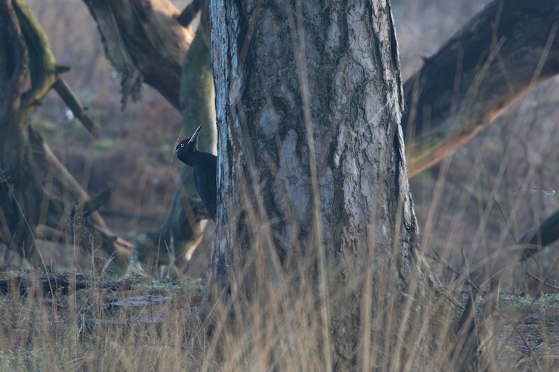 Zwarte Specht / Black Woodpecker