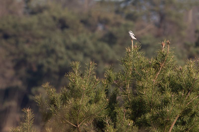 Great Grey Shrike / Klapekster