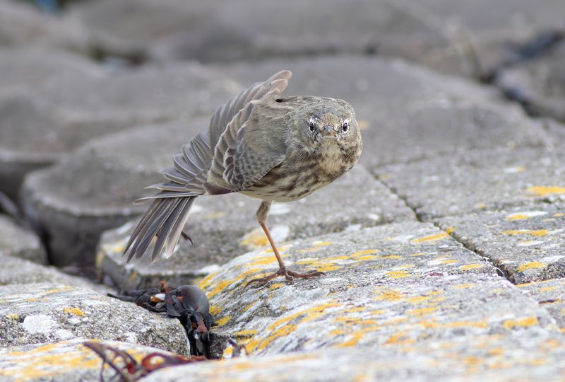 Rock Pipit / Oeverpieper