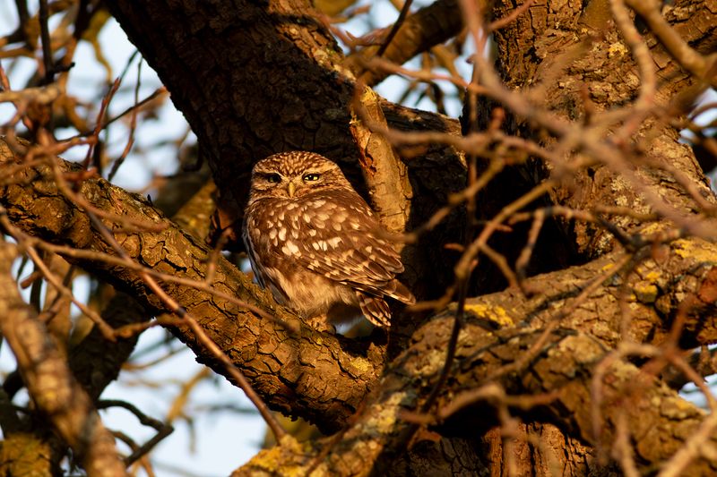 Steenuil / Little Owl
