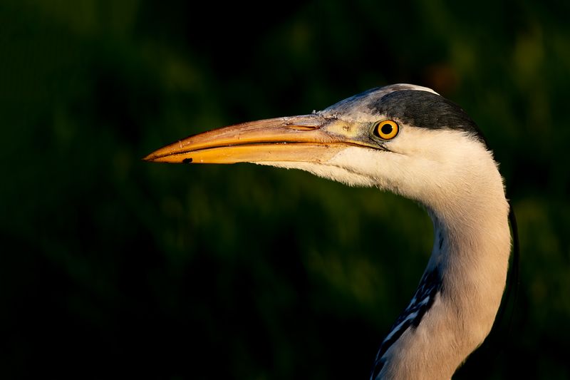 Blauwe Reiger / Grey Heron