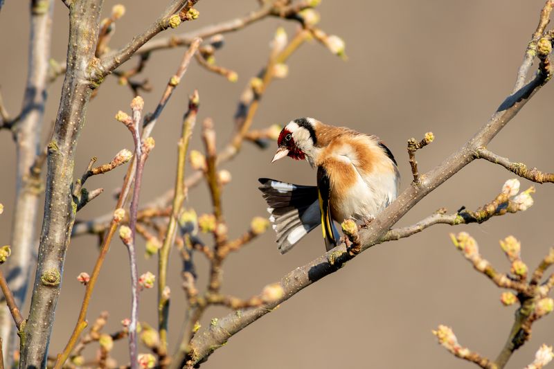 Putter / European Goldfinch