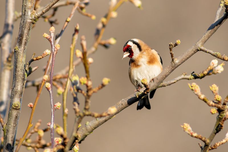 Putter / European Goldfinch
